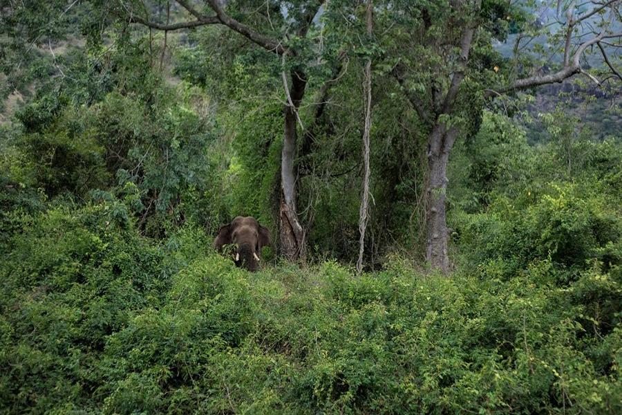 by the riverside, resort, pollachi, sethumadai, resorts in pollachi, pool villa, plunge pool, pool room, pollachi resorts, topslip resorts, valparai, topslip, farm stay, home stay, pollachi papyrus, papyrus itineraries, nature walk, bird watching